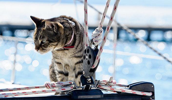 Sailing with Pets
